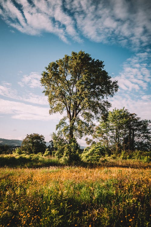 Ücretsiz ağaçlar, alan, arazi içeren Ücretsiz stok fotoğraf Stok Fotoğraflar
