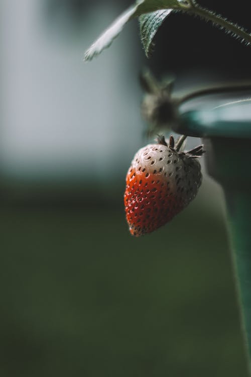 A Strawberry Plant in a Pot