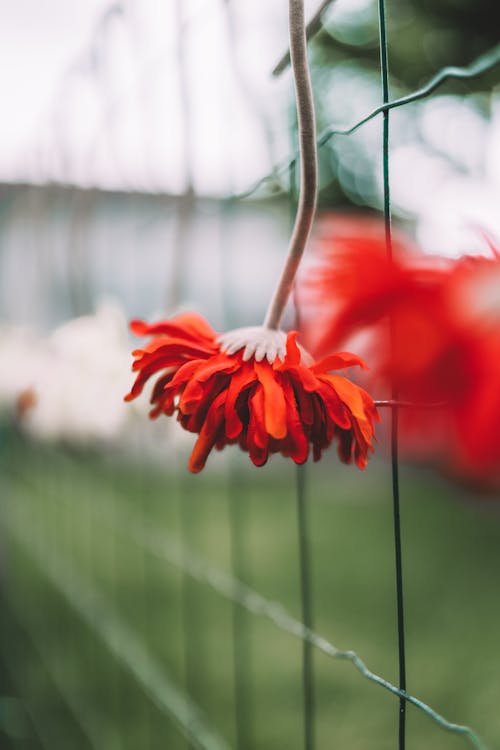 Photos gratuites de à l'envers, clôture métallique, fleur orange