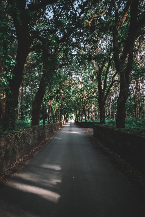Free A tranquil tree-lined road with sunlight filtering through the canopy in a peaceful forest setting. Stock Photo