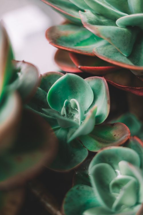 Free Detailed view of green succulents with red-edged leaves, a perfect nature background. Stock Photo
