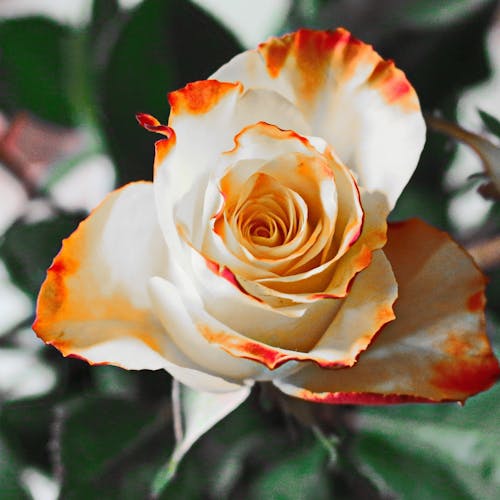 White and Red Flower Shallow Focus Photography