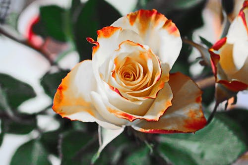 白と赤の花の浅い焦点の写真