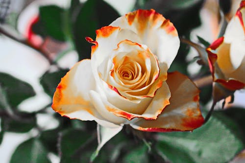 Fotografia A Fuoco Poco Profonda Del Fiore Bianco E Rosso