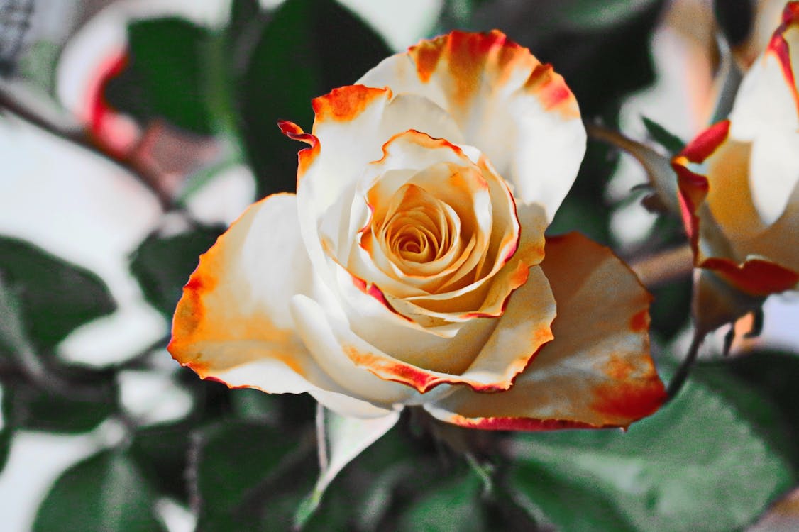 бесплатная Фотография белого и красного цветов в мелком фокусе Стоковое фото