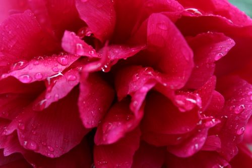 Free stock photo of rose Stock Photo