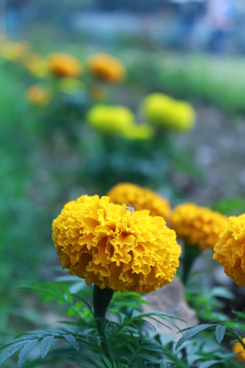 Close-Up Shot of Yellow Marigold Flowers in Bloom