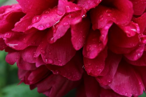 Free stock photo of rose Stock Photo