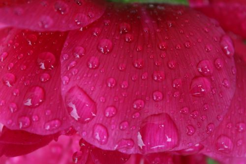 Free stock photo of rose Stock Photo