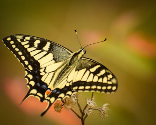 бесплатная Бесплатное стоковое фото с бабочка, дикая природа, красивый Стоковое фото