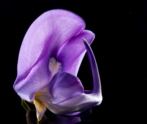 бесплатная Фиолетовый лепесток цветка Стоковое фото
