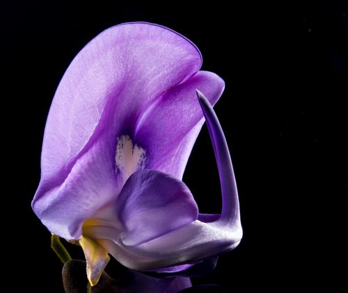 Free Detailed close-up of a vibrant purple flower petal with a vivid contrast against a black background. Stock Photo