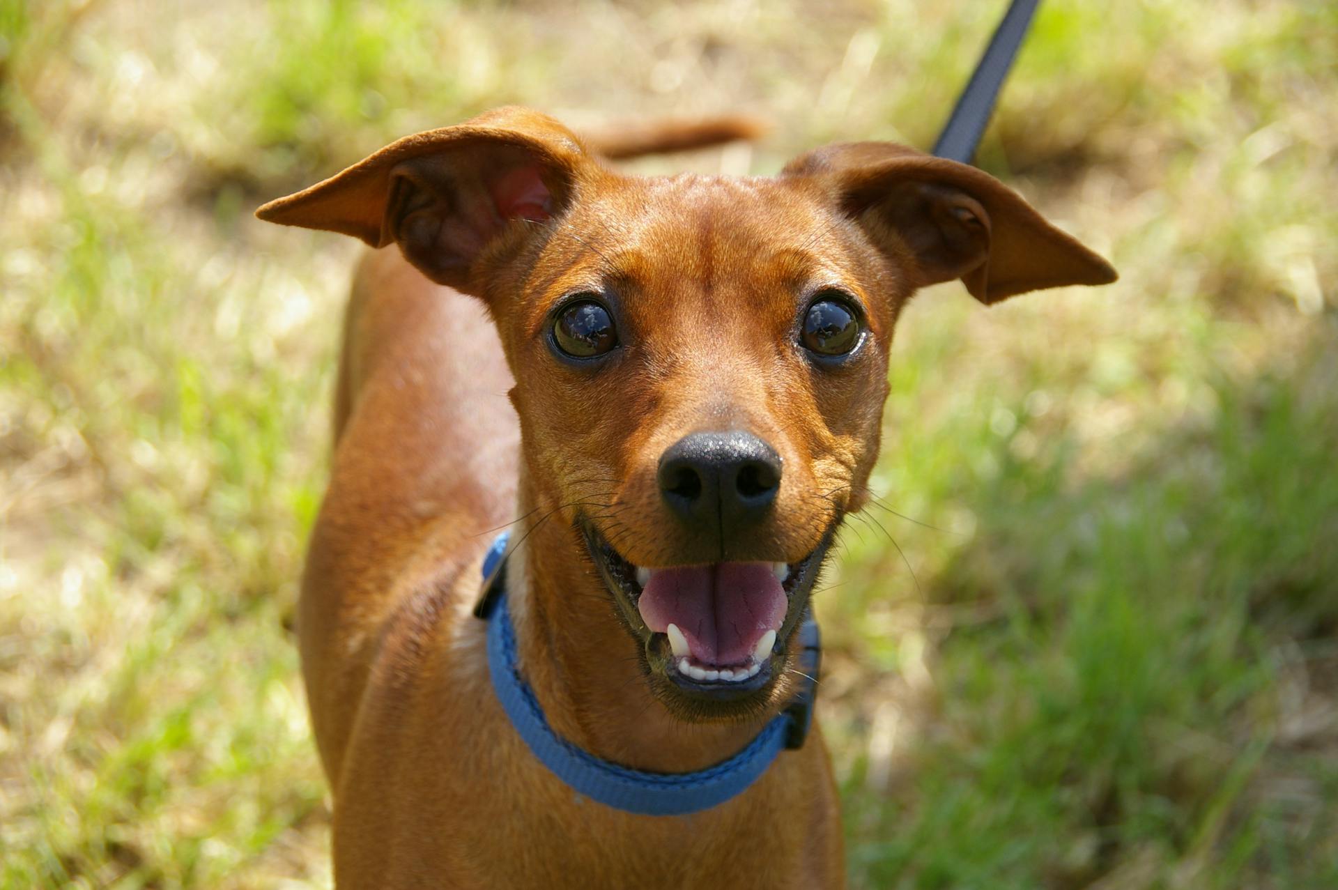 Brown Short Coated Dog on Macro Photograph