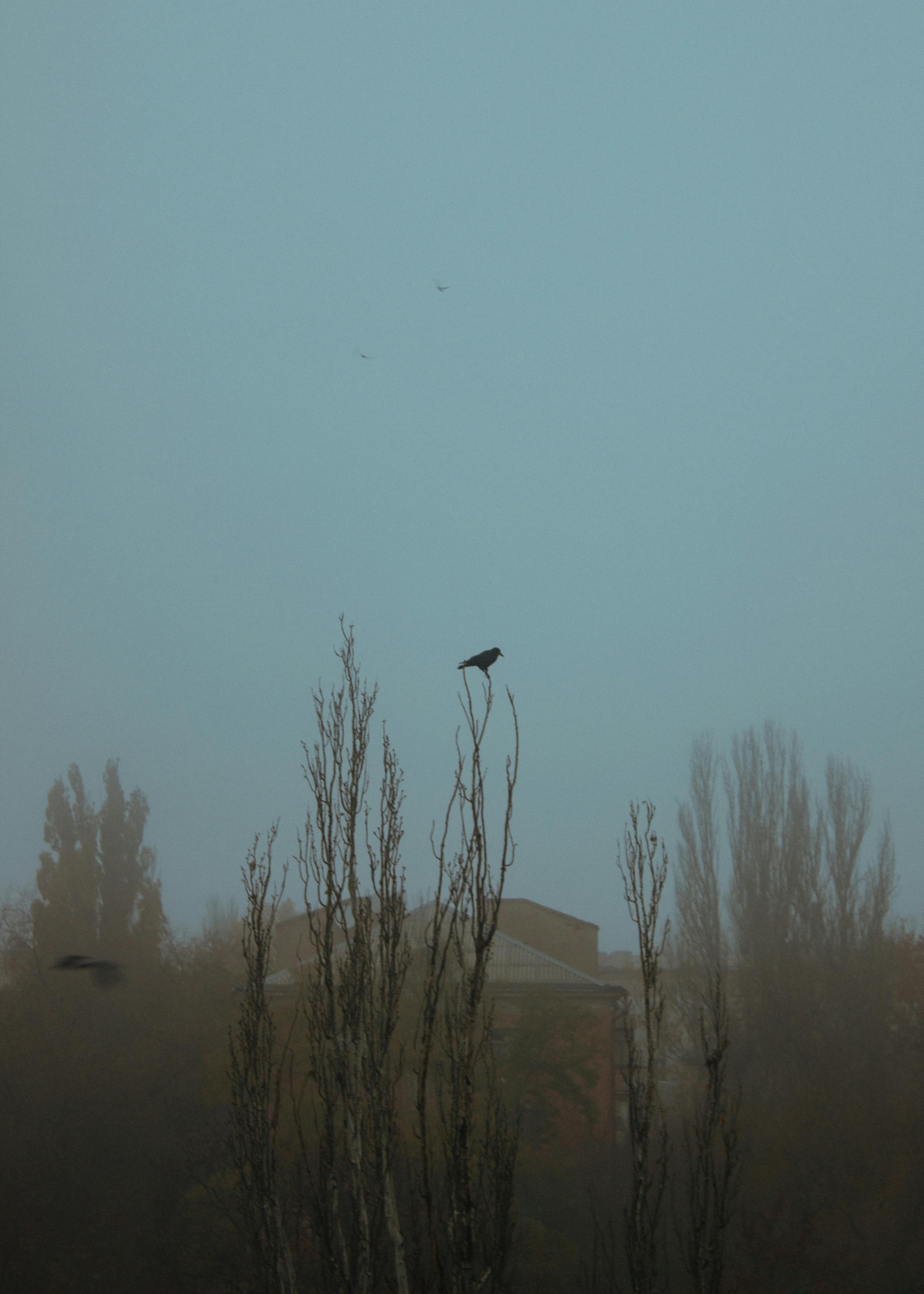 Corb singuratic pe un copac în ceață simbolizând singurătatea și introspecția