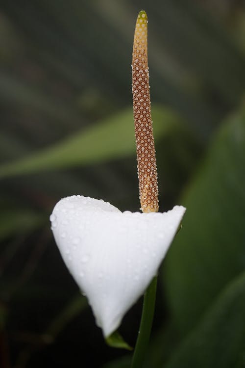 белый лепесток цветка