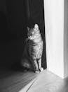 Grayscale Photo of Tabby Cat