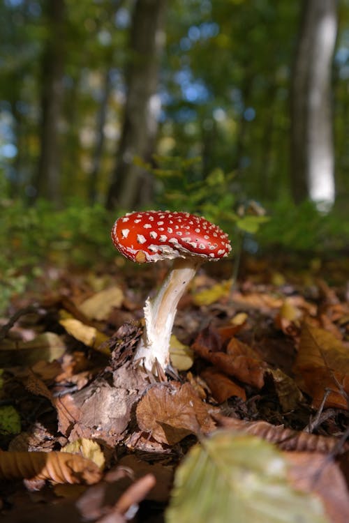 Red Mushroom on the