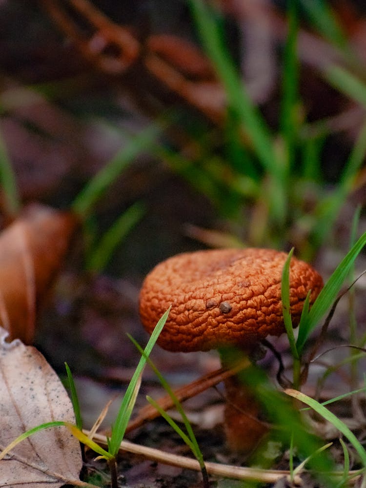 Brown Mushroom On Green Grass