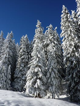 Serene snow-laden forest under a clear blue winter sky.