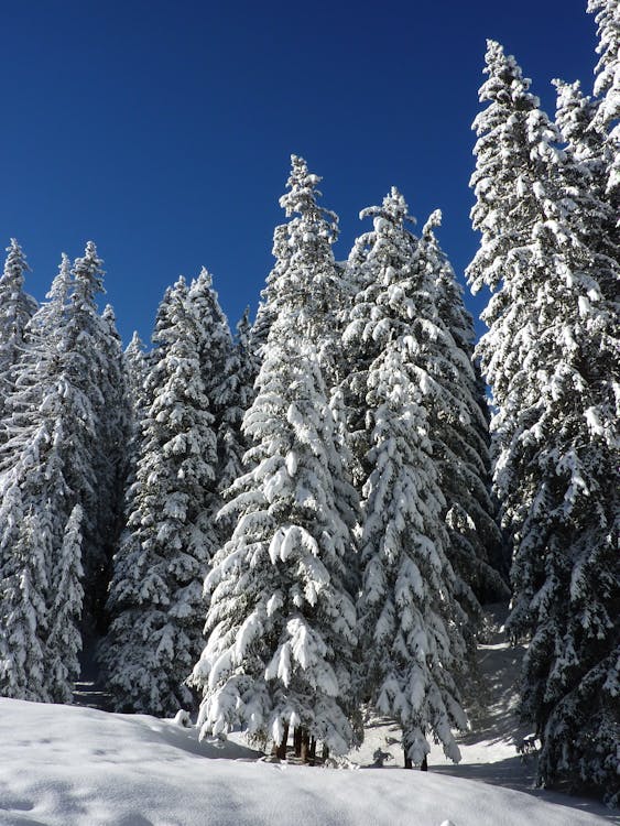 Kostenlos Schneebedeckte Grüne Waldbäume Während Des Tages Stock-Foto