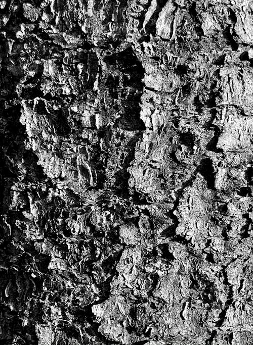 Grayscale Photo of a Tree Bark 