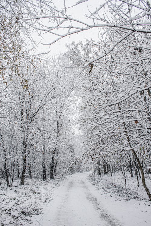 無料 冬, 垂直ショット, 小径の無料の写真素材 写真素材