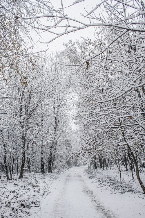 Free A serene snow-laden path cuts through a leafless forest in Como, Italy. Stock Photo