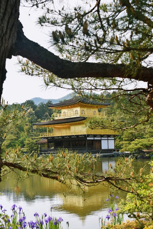 Bezpłatne Darmowe zdjęcie z galerii z brzeg jeziora, gałąź drzewa, japonia Zdjęcie z galerii
