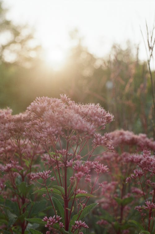 Pink Flowers Growing in the Wild