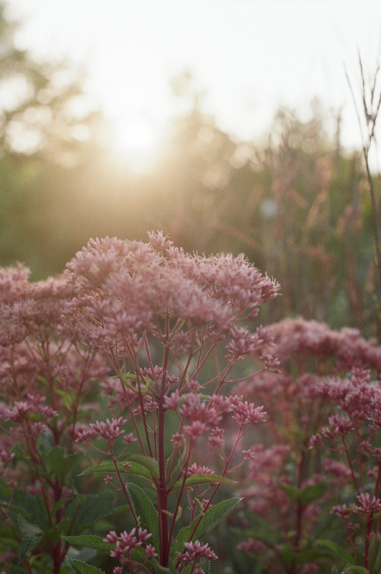 Pink Flowers Growing In The Wild