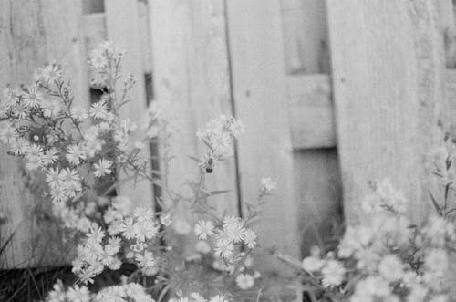 Безкоштовне стокове фото на тему «білі квіти, дерев’яна огорожа, заводи»