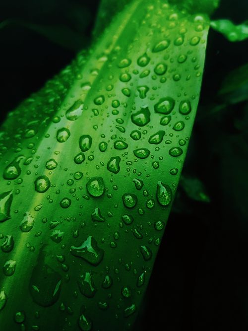 Free Detailed close-up of a lush green leaf covered in water droplets, capturing nature's freshness. Stock Photo