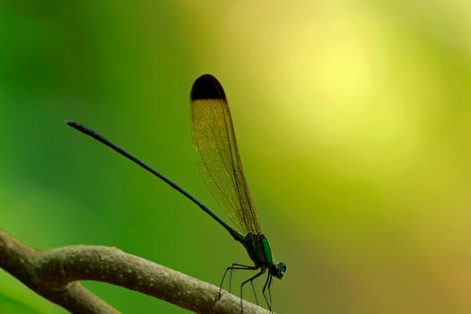 Macro shot of a Black Tipped Forest Glory damselfly (Vestalis apicalis) perched on a branch, outdoors.