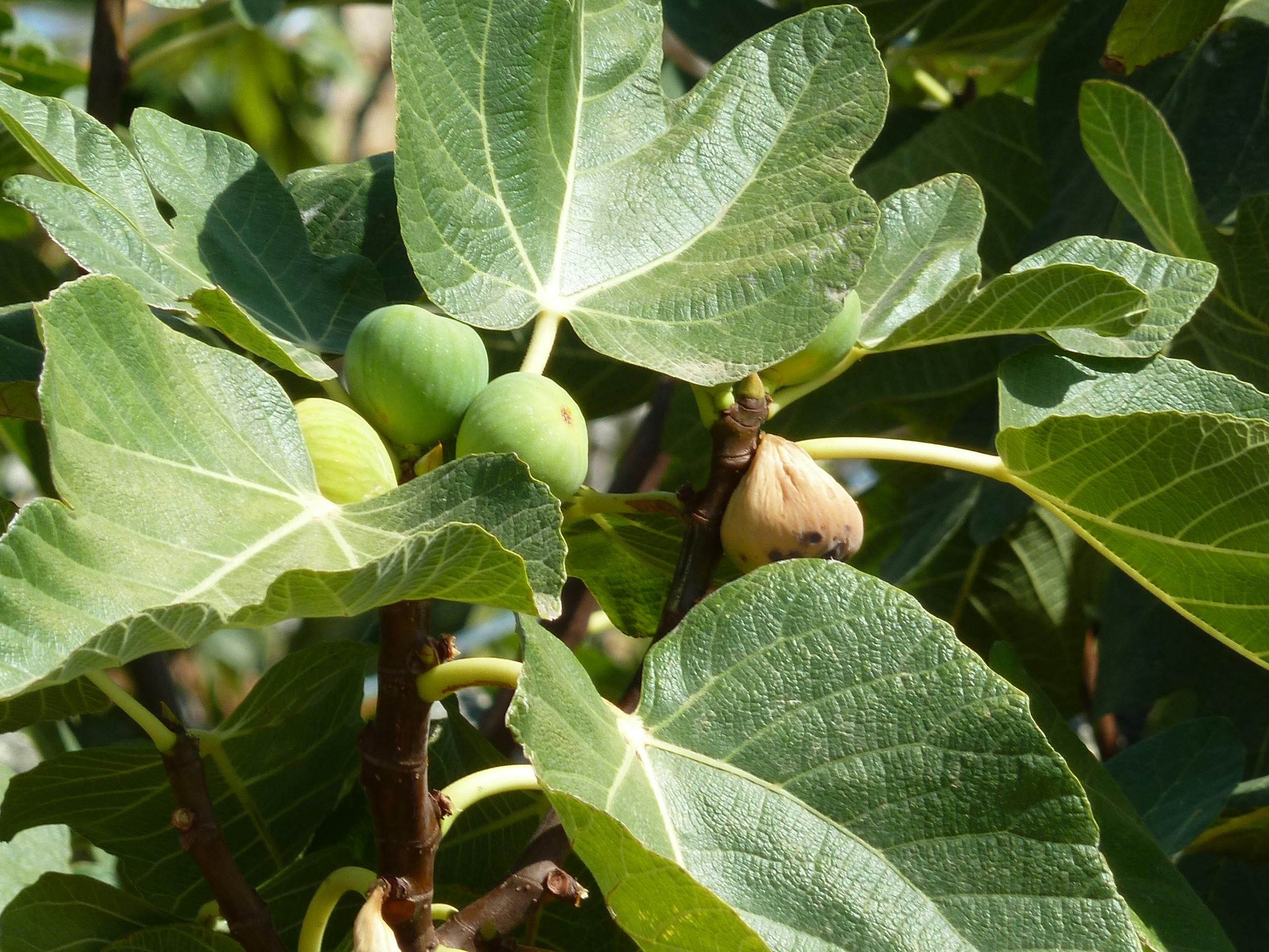 Free stock photo of figs