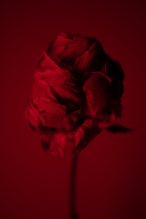 Withered rose in dark studio with red neon light