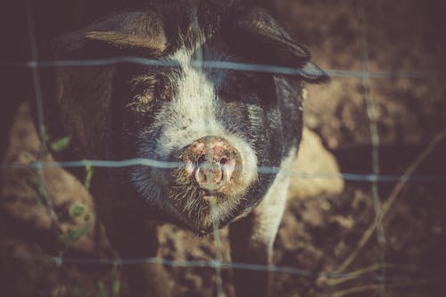 Schwarzes Schwein Am Zaun