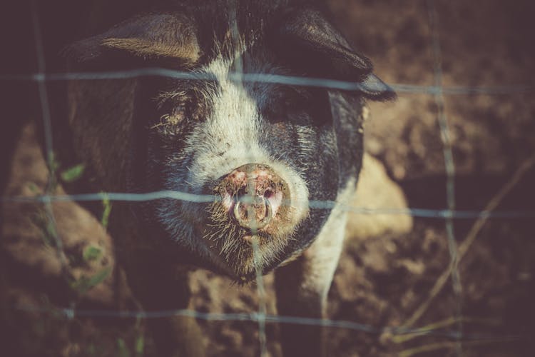 Black Pig At Fence