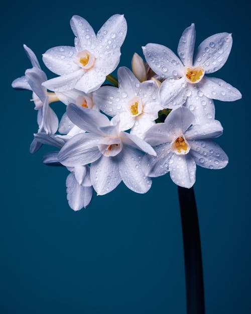 Heap of daffodils with dew