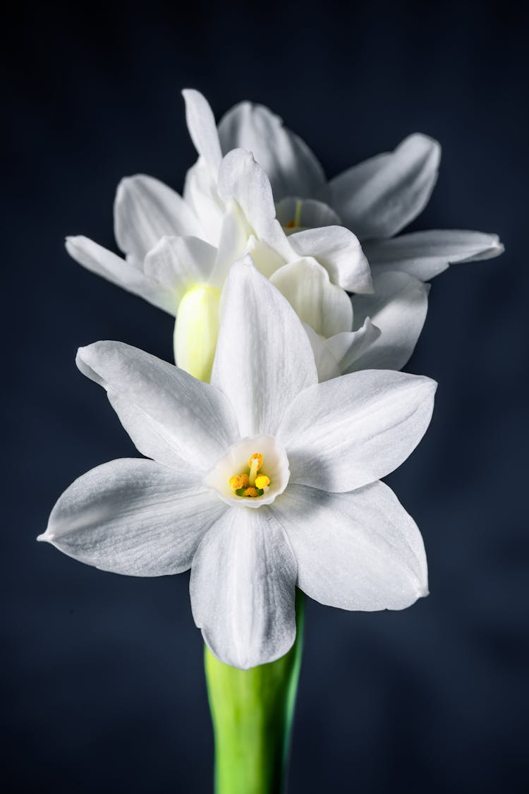 White Narcissus Flowers On Green Stem