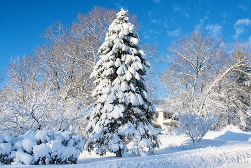 Bezpłatne Darmowe zdjęcie z galerii z drzewa, pokryte śniegiem, śnieżny Zdjęcie z galerii