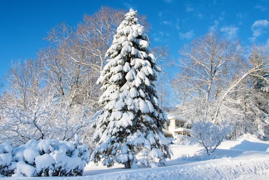 Serene snow-covered landscape in Southborough, MA with trees and clear blue sky.