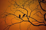 在印度瓦多达拉，两只鸟的剪影映衬在光秃秃的树枝上，天空是充满活力的橙色日落