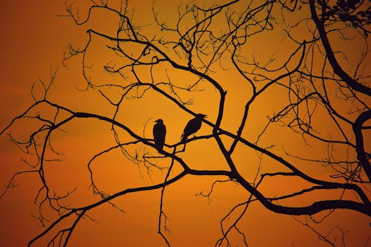 在印度瓦多达拉，两只鸟的剪影映衬在光秃秃的树枝上，天空是充满活力的橙色日落