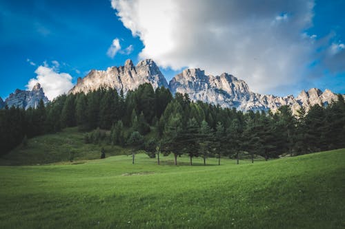 Free Green Field and Trees Stock Photo