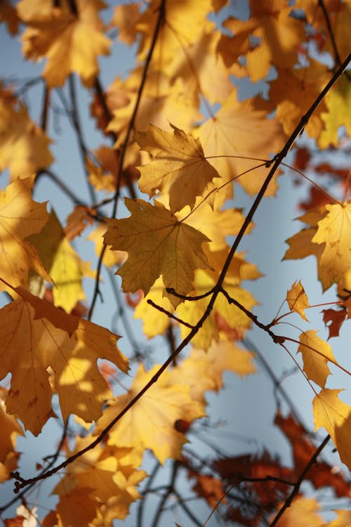 Photo of Golden Yellow Autumn Leaves