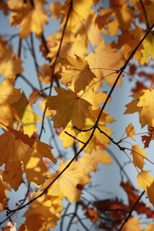 Free Close-up of vibrant golden maple leaves in Kyiv, capturing the essence of autumn. Stock Photo