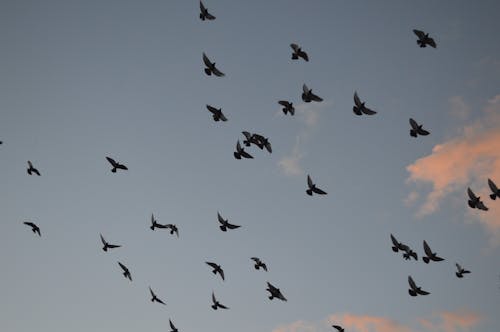 Free Silhouettes of Bird Flying in the Sky Stock Photo