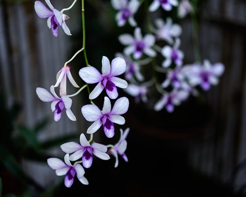 Bright purple orchid flowers with small tender petals growing on thin twigs in rural terrain on blurred background on summer day