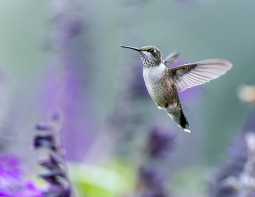 Mini Hummingbird Fly Tiny hummingbird flying above blue flower · Free Stock Photo