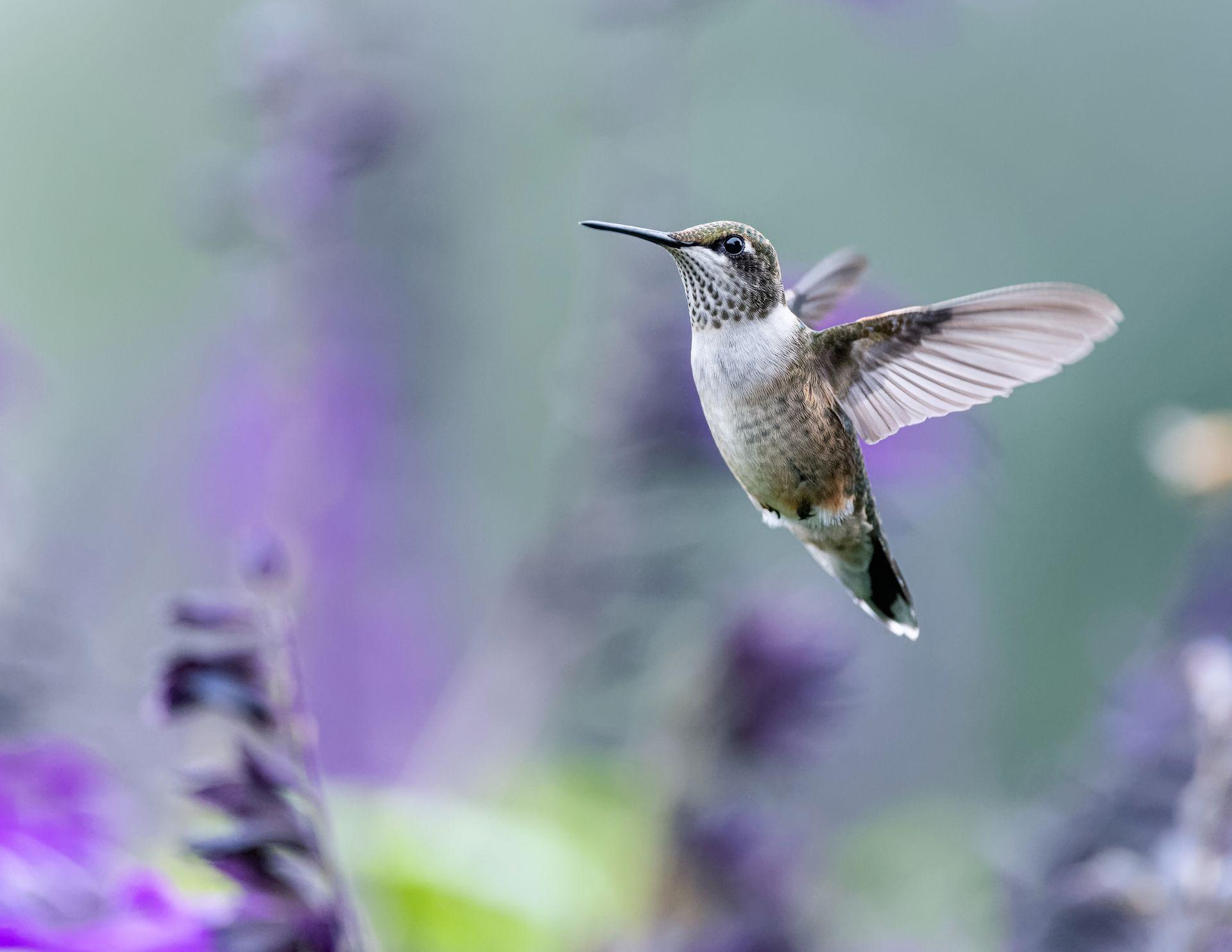 Tiny hummingbird with long beak and spread wings flying over purple blooming plants in nature on blurred background in forest